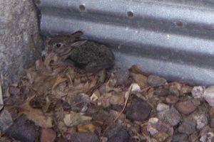 338-01 199907 Bunny trapped in our egress deepwell 8936 PV KS